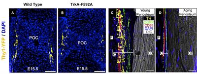 The Role of Nerves in Skeletal Development, Adaptation, and Aging